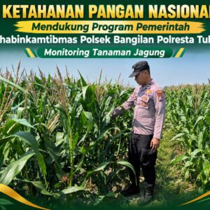Dukung Ketahanan Pangan Nasional, Polsek Bangilan Monitoring Tanaman Jagung Warga