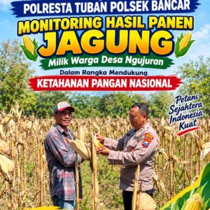 Perkuat Ketahanan Pangan Nasional, Aipda Mariyono Bersama Warga Ngujuran Panen Jagung Raya