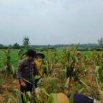 Dukung Ketahanan Pangan Nasional, Bripda Shandy Polsek Bancar Monitoring Panen Jagung di Latsari