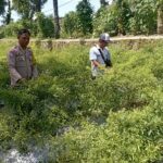 Bhabinkamtibmas Desa Kesik Cek Lahan Ketahanan Pangan Bergizi, Dorong Produktivitas Warga