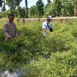 Bhabinkamtibmas Desa Kesik Cek Lahan Ketahanan Pangan Bergizi, Dorong Produktivitas Warga
