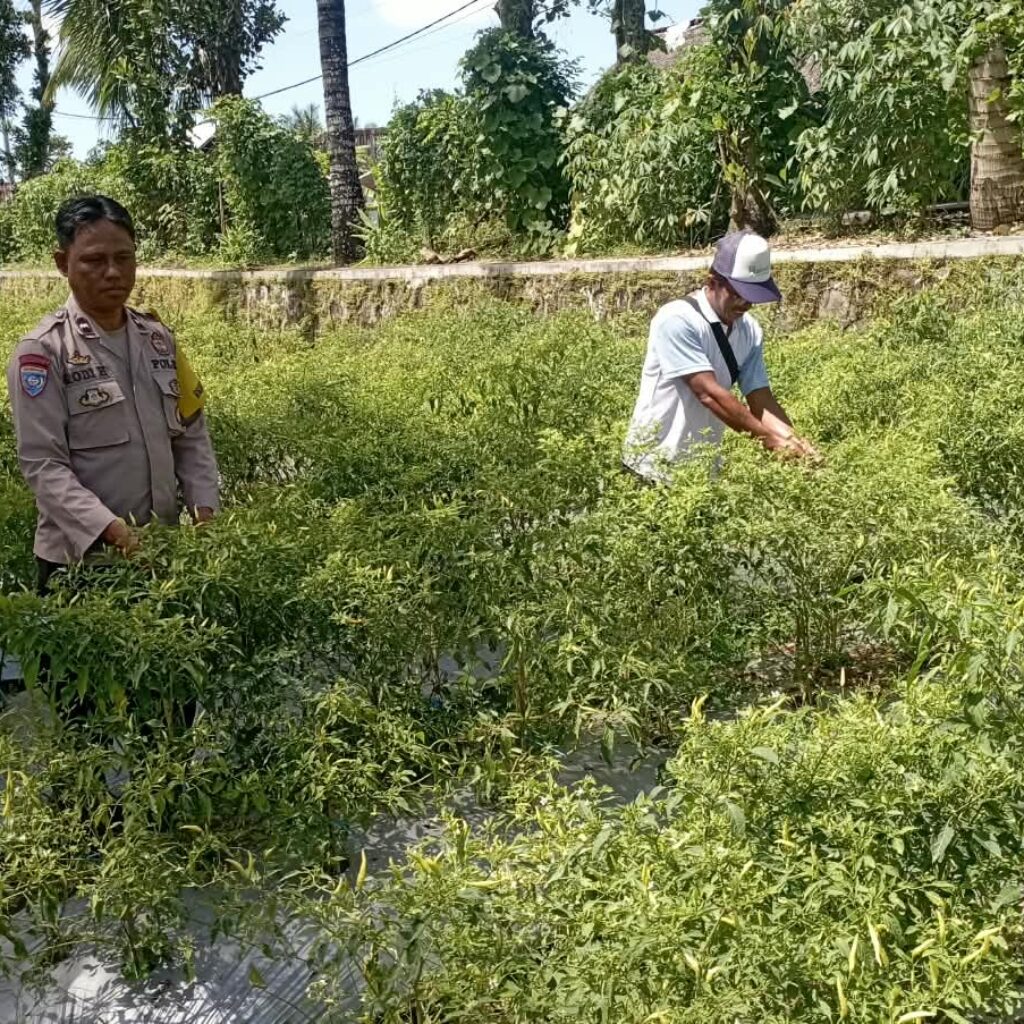 Bhabinkamtibmas Desa Kesik Cek Lahan Ketahanan Pangan Bergizi