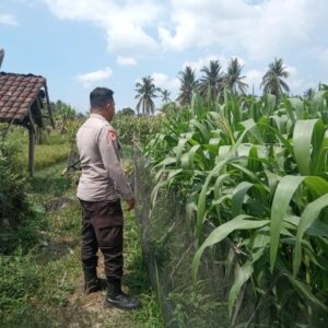 Bhabinkamtibmas Masbagik Utara Baru Sambangi Warga dan Monitoring Ketahanan Pangan