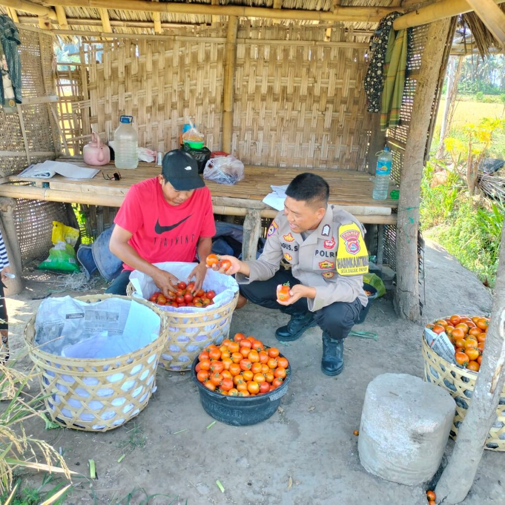 Bhabinkamtibmas Desa Bagik Papan Sambangi Petani, Cek Panen Tomat, dan Berikan Imbauan Kamtibmas