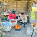 Bhabinkamtibmas Desa Bagik Papan Sambangi Petani, Cek Panen Tomat, dan Berikan Imbauan Kamtibmas