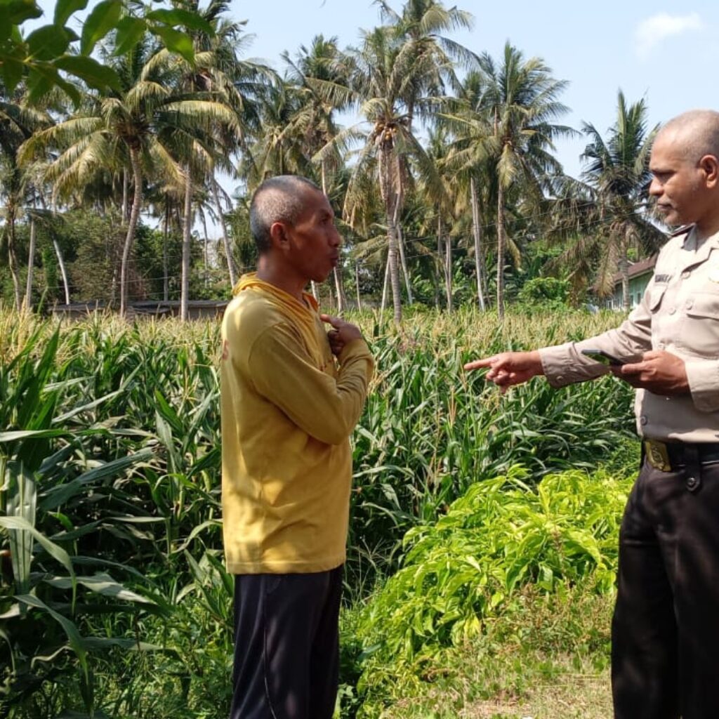 Babinkamtibmas Kelurahan Kelayu Selatan Aiptu Maksimianus Nahak Laksanakan Pengecekan Tanaman Jagung Dan Sampaikan Imbauan Kamtibmas