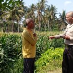 Babinkamtibmas Kelurahan Kelayu Selatan Aiptu Maksimianus Nahak Laksanakan Pengecekan Tanaman Jagung Dan Sampaikan Imbauan Kamtibmas