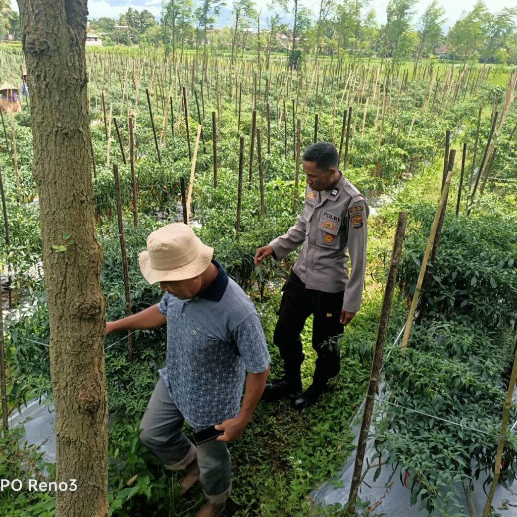 Polsek Montong Gading Monitoring Lahan Cabai, Dukung Program Ketahanan Pangan Masyarakat