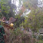 Truk Pengangkut Ekskavator Terbalik, Babinsa Hadir Bantu Evakuasi