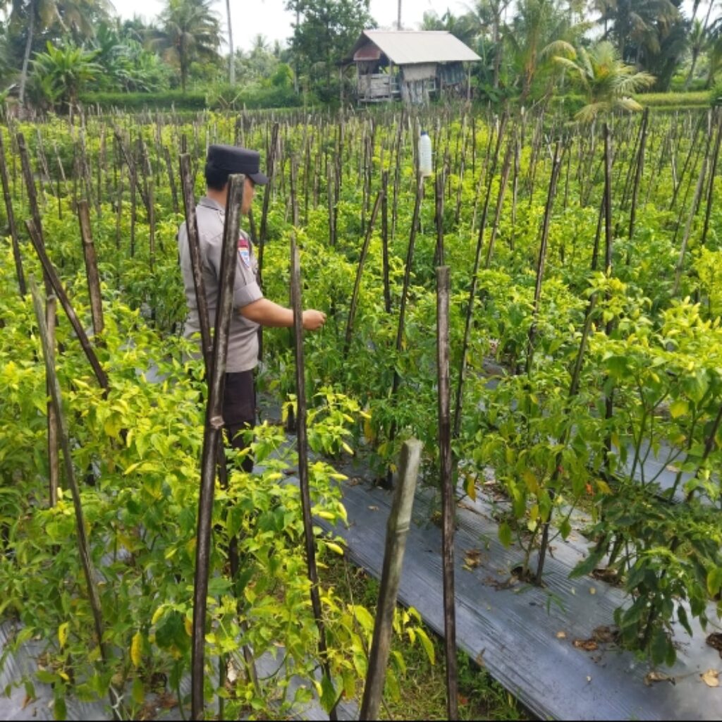Bhabinkamtibmas Desa Lendang Nangka Cek Lahan Cabai, Dukung Program Ketahanan Pangan Bergizi