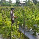 Bhabinkamtibmas Desa Lendang Nangka Cek Lahan Cabai, Dukung Program Ketahanan Pangan Bergizi