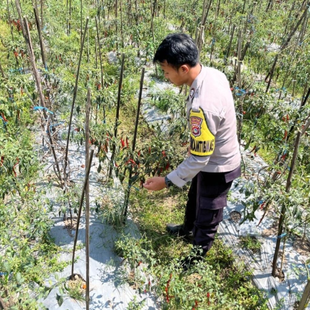 Bhabinkamtibmas Desa Kumbang Sambangi Warga dan Monitor Ketahanan Pangan, Ajak Masyarakat Jaga Kamtibmas