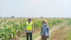 Polri Dukung Astacita, Polsek Grabagan Polresta Tuban Turun Cek Tanaman jagung milik Warga di Desa Grabagan
