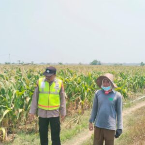 Polri Dukung Astacita, Polsek Grabagan Polresta Tuban Turun Cek Tanaman jagung milik Warga di Desa Grabagan
