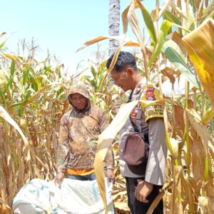Dukung Ketahanan Pangan Nasional, Bhabinkamtibmas Desa Batu Bangka Sambangi Petani yang Sedang Panen Jagung
