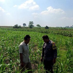 Polsek Grabagan Polresta Tuban Turun Langsung Cek Tanaman Jagung Warga