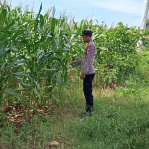 Dukung Asta Cita Presiden, Bhabinkamtibmas Polsek Tambakboyo Monitoring Lahan Jagung Warga