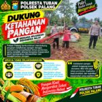 Dukung Astacita, Polsek Palang Polresta Tuban Pantau Langsung Lahan Jagung milik warga Desa Pucangan