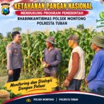 Mendukung Asta Cita Presiden bhabinkamtibmas Polsek Montong Polresta Tuban Pantau Kodisi Tanaman Jagung Milik Warga Desa pakel