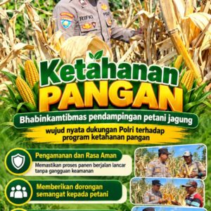 Mendukung Program Ketahanan Pangan, Bhabinkamtibmas Monitoring Pertumbuhan Jagung