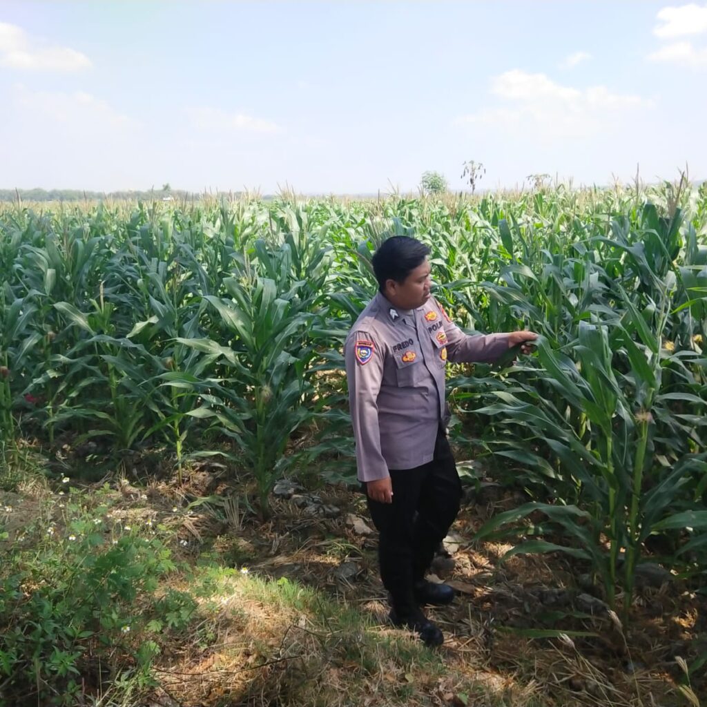 Polri Dukung Astacita, Polsek Merakurak Polresta Tuban Turun Cek Tanaman Jagung Warga di Desa Tuwiri Wetan