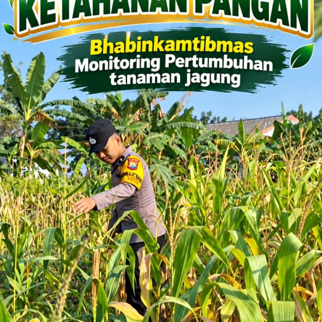 Mendukung Program Ketahanan Pangan, Bhabinkamtibmas Monitoring Pertumbuhan Jagung