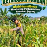 Mendukung Program Ketahanan Pangan, Bhabinkamtibmas Monitoring Pertumbuhan Jagung