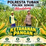Polisi RW Polsek Senori Polresta Tuban Monitoring Tanaman Jagung Warga Desa Medalem