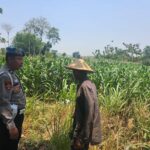KoDukung Ketahanan Pangan Nasional, Petugas Polmas Desa Bendonglateng Polsek Kenduruan Polresta Tuban Dialog dan Beri Motivasi Petani Jagung