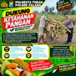 Dukung Astacita, Polsek Palang Polresta Tuban Pantau Langsung Lahan Jagung milik warga Desa Tegalbang
