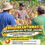 Mendukung Program Ketahanan Pangan, Bhabinkamtibmas Monitoring Pertumbuhan Jagung