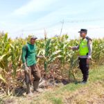 Polri Dukung Astacita, Polsek jenu Polres Tuban Turun Cek Tanaman Jagung Warga di Desa jenu