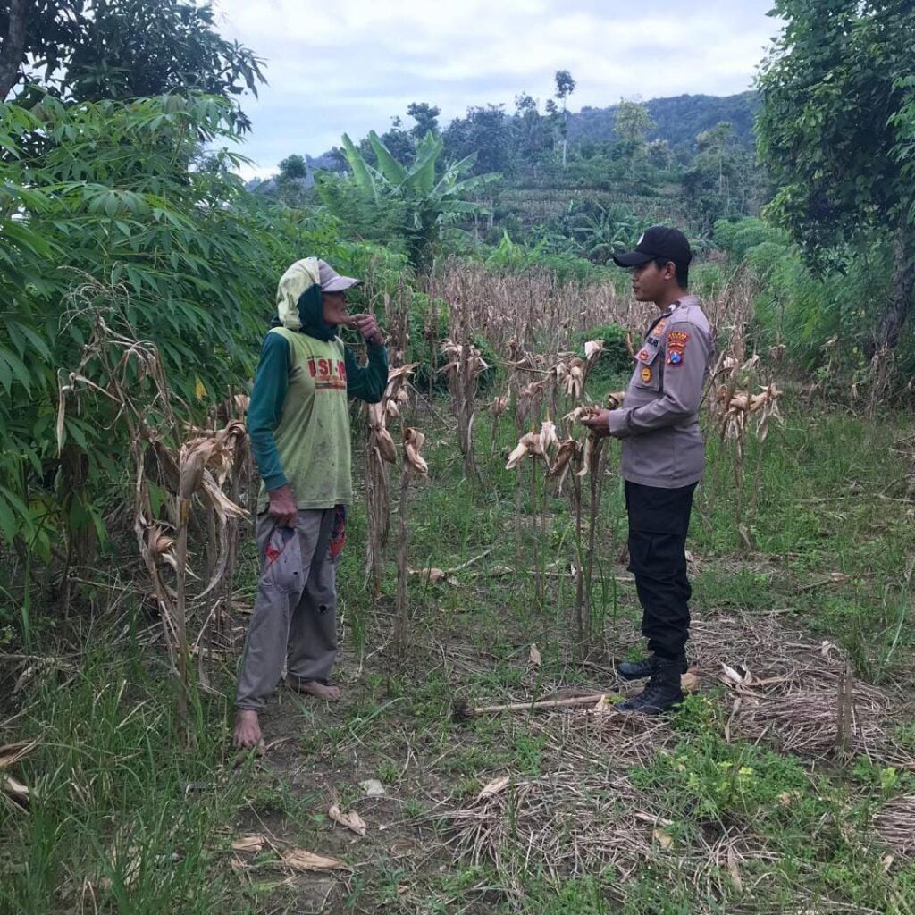 Polsek Grabagan Polresta Tuban Turun Langsung Cek Tanaman Jagung Warga