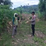 Polsek Grabagan Polresta Tuban Turun Langsung Cek Tanaman Jagung Warga