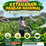 Polsek Bangilan Dukung Ketahanan Pangan Nasional, Pantau Tanaman Jagung Warga