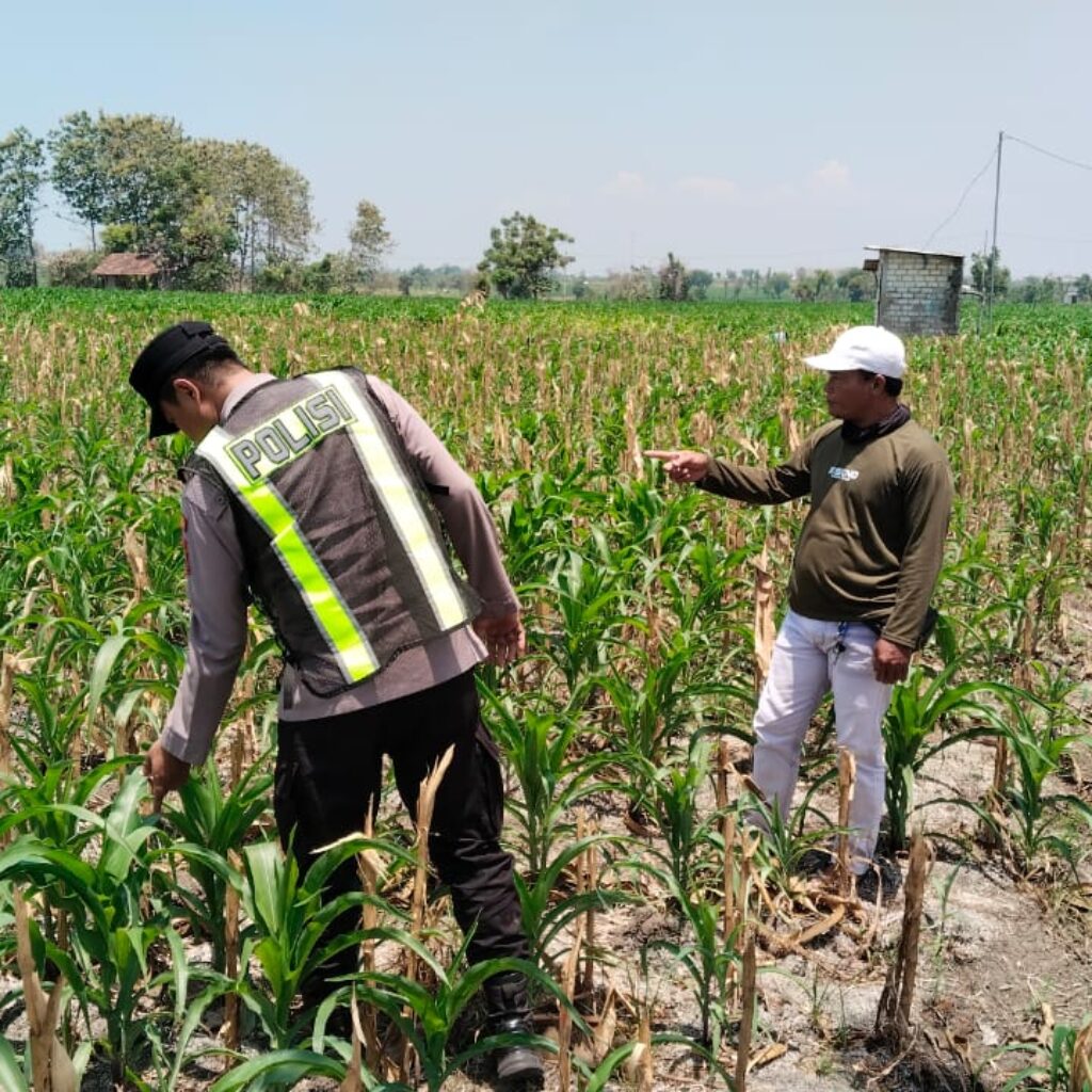 Polri Dukung Astacita, Polsek jenu Polres Tuban Turun Cek Tanaman Jagung Warga di Desa suwalan