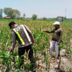 Polri Dukung Astacita, Polsek jenu Polres Tuban Turun Cek Tanaman Jagung Warga di Desa suwalan