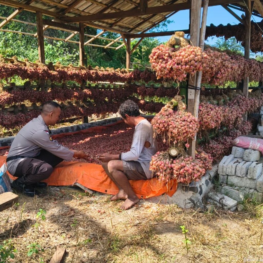 Sukses Panen Perdana Bawang Merah, Bhabinkamtibmas Desa Labangka Tinjau Lahan Warga dan Dukung Ketahanan Pangan