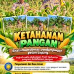 Mendukung Program Ketahanan Pangan, Bhabinkamtibmas Monitoring Pertumbuhan Jagung