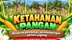 Mendukung Program Ketahanan Pangan, Bhabinkamtibmas Monitoring Pertumbuhan Jagung