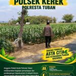 ANGGOTA POLSEK KEREK POLRESTA TUBAN PANTAU PERTUMBUHAN JAGUNG