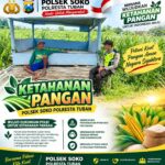 Polsek Soko Polresta Tuban Turun Langsung Cek Tanaman Jagung Warga