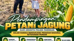 Polsek Parengan Polresta Tuban Pantau Lahan Jagung Warga Desa Pacing Dukung Program Astacita