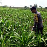 Dukung Astacita, Polsek Palang Polresta Tuban Pantau Langsung Lahan Jagung milik warga Desa Tegalbang