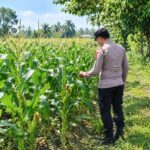 Dukung Swasembada Pangan, Bhabinkamtibmas Polsek Tambakboyo Cek Pertumbuhan Jagung Warga