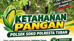 Dukung Ketahanan Pangan, Polsek Bangilan Monitoring Tanaman Jagung
