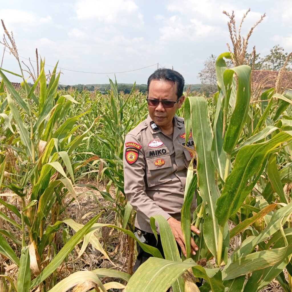 adukung Ketahanan Pangan Nasional, Polisi Polsek Kenduruan Polresta Tuban Cek Perkembangan Tanaman Jagung Milik Petani