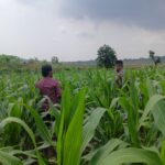 Polsek Grabagan Polresta Tuban Turun Langsung Cek Tanaman Jagung Warga