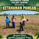 Dukung Program Ketahanan Pangan Anggota Bhabinkamtimas Polsek Senori Polres Tuban Polda Jatim Menanam Jagung Bersama Warga Desa Leran