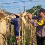 Anggota Polresta Tuban Polsek Bancar Laksanakan Monitoring Panen Jagung di Desa Ngampelrejo